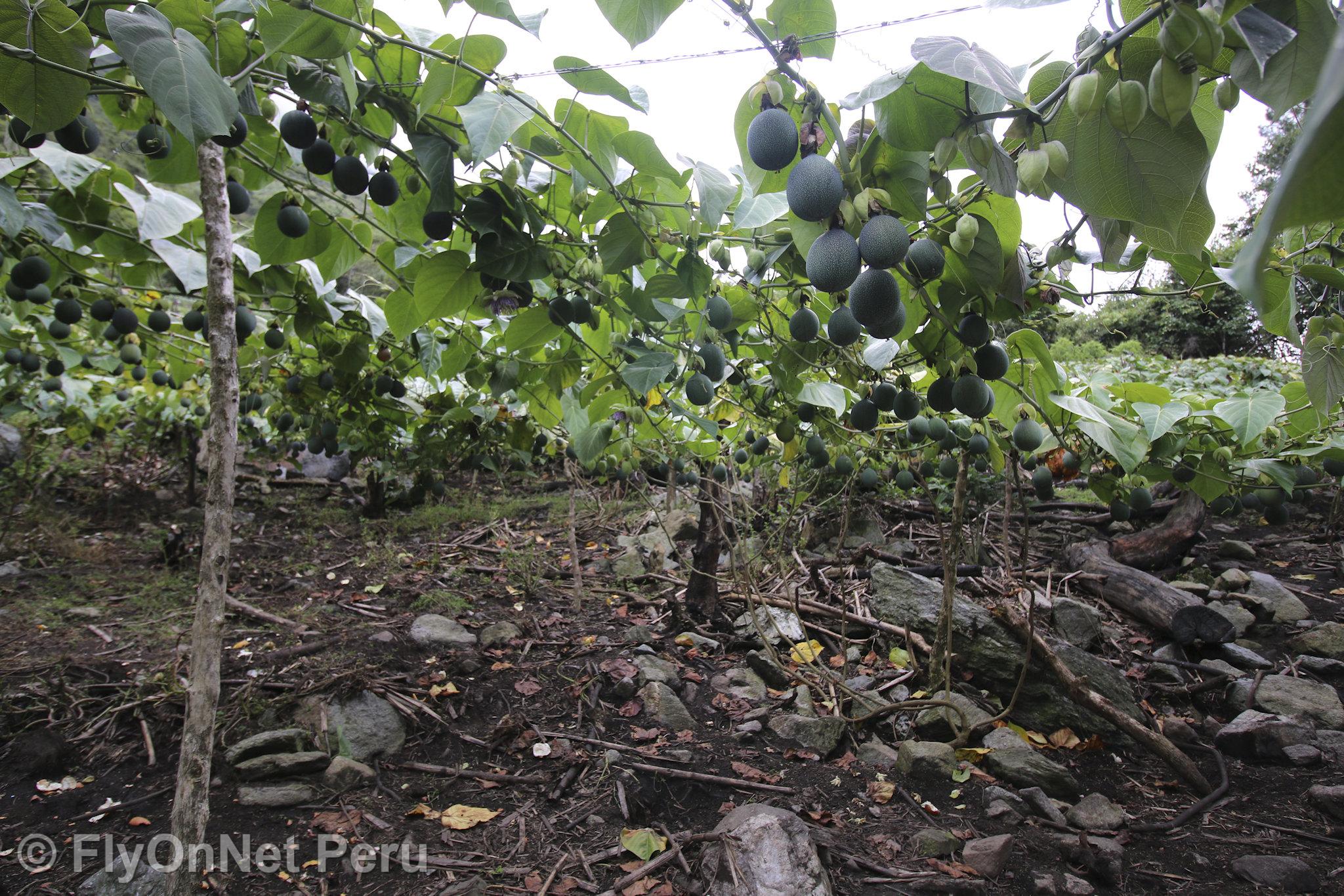 相册: 参观咖啡种植园